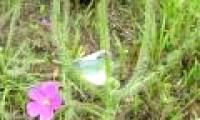 Discovered new carnivorous plants in Japan