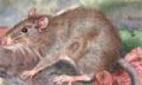 Discovered new mouse varieties in the island of Indonesia