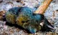 Discovered new super healthy shrews