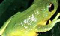 Discovered new tree frog species in the Central Highlands