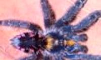 Discovered nine new colorful fur spiders in Brazil
