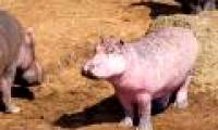Discovered pink skin hippopotamus