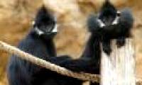 Discovered rare and precious gibbon in Vietnam