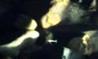 Discovered rare blind fish in Chinese caves