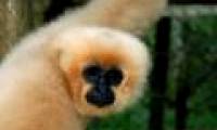 Discovered rare gibbon species in Indochina