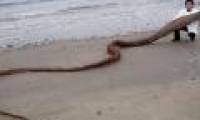 Discovered 'sea monster' body in Japan