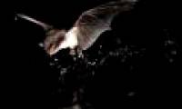 Discovered species of bat that catch fish