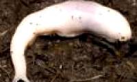 Discovered species of