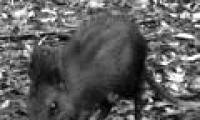 Discovered strange elephant shrews in Kenya