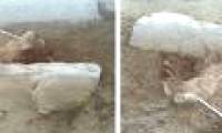 Discovered the 4,500 year old sphinx in Egypt