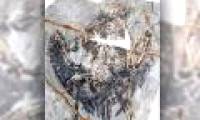 Discovered the ancient bird lung intact after 120 million years