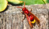 Discovered the animal with the strongest 'alcohol capacity' in the world