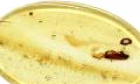 Discovered the dead body stuck in amber 99 million years