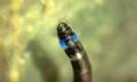 Discovered the first living creature to glow blue in South America