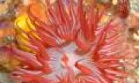 Discovered the new animal set that was mistaken for an anemone