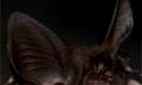 Discovered the rare and extinct bat species