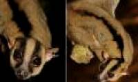 Discovered the species of Y-shaped lemur