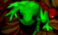 Discovered the world's first fluorescent frog species