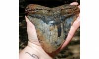 Discovered the world's largest ancient shark tooth about the size of a hand