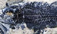Discovered the world's oldest 244 million-year-old bony fish fossil in China
