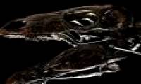Discovered the world's oldest fossil dinosaur fins