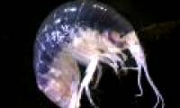 Discovered three new species in New Zealand cave