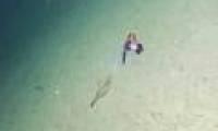 Discovered transparent squid like glass