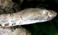 Discovered two new snakes