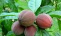 Discovering a plant that can cure cancer in Australia