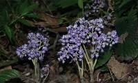 Discovering a unique new plant species near the Vietnam border, China wants to immediately put it in the Red Book