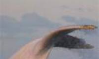 Discovering an extremely rare albino humpback whale