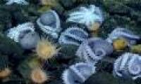 Discovering an extremely rare maternity hospital in the deep sea of ​​thousands of octopus