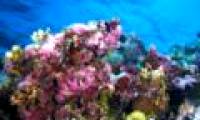 Discovering corals in depths 'never thought of'