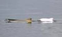 Discovering extremely rare albino dolphins