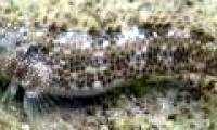 Discovering fish is evolving to prepare water to live on shore