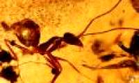 Discovering fossil ants 52 million years ago in India