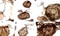 Discovering fossil mushrooms about a billion years old