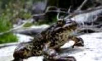 Discovering frog community near extinction