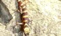 Discovering lizards and green snakes only in Vietnam