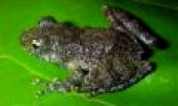 Discovering many new species in Vietnam