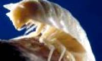 Discovering mysterious caves after 5.5 million years, found dozens of new species of creatures