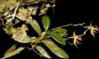 Discovering new orchids in Peruvian jungle