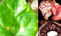 Discovering new plant species in Vietnam
