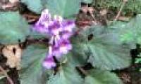 Discovering new plants in Cao Bang