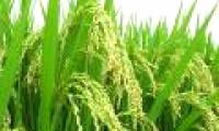 Discovering new rice varieties with antioxidant capacity