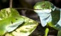 Discovering new salamanders in Fiji