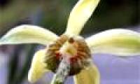 Discovering orchids 'blood' in Khanh Hoa