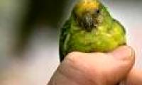 Discovering parrot species is only as small as a thumb