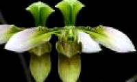 Discovering rare and precious orchids named in the red book