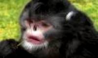 Discovering the monkey species in the rain is sneezing
